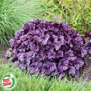 Wildberry Coral Bells Thumbnail